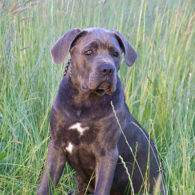 Urlaub mit Hund in Otterndorf